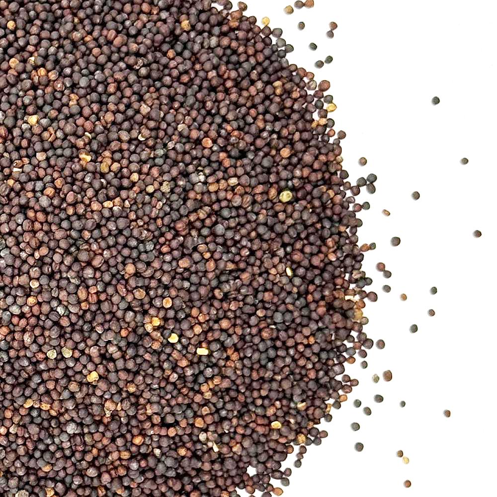 Trophy Rapeseed