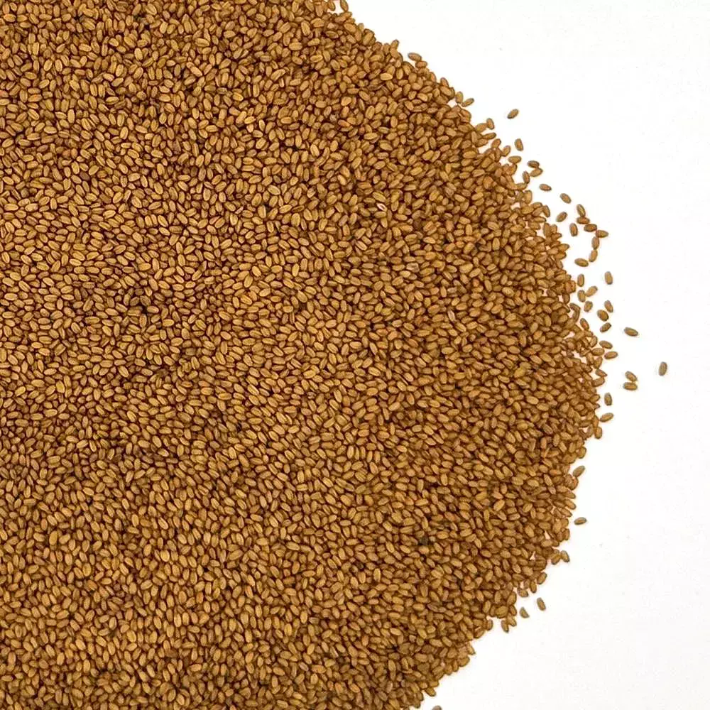 Winter Camelina