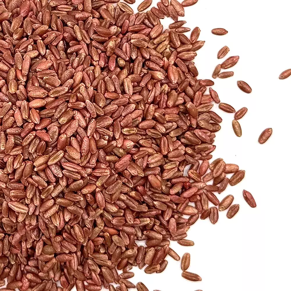 Winter Wheat