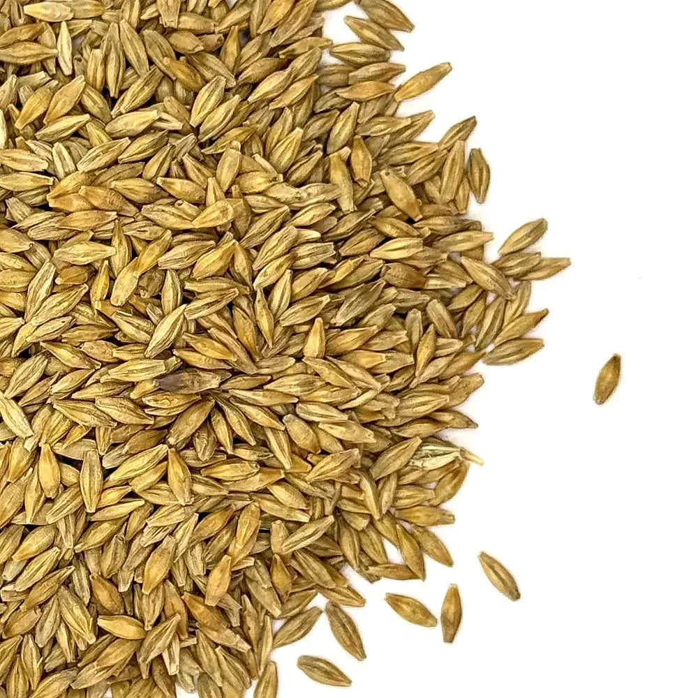 Hayes Forage Barley