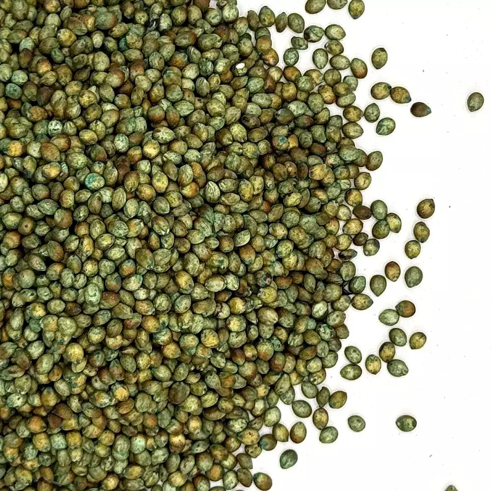 Sorghum Sudangrass