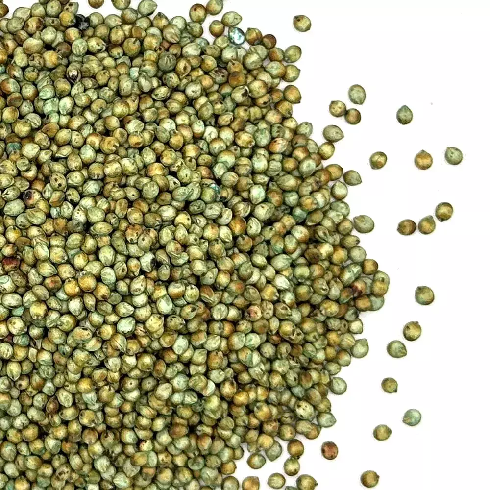 Forage Sorghum