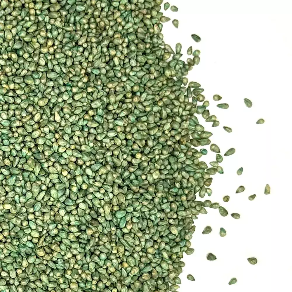 Pearl Millet