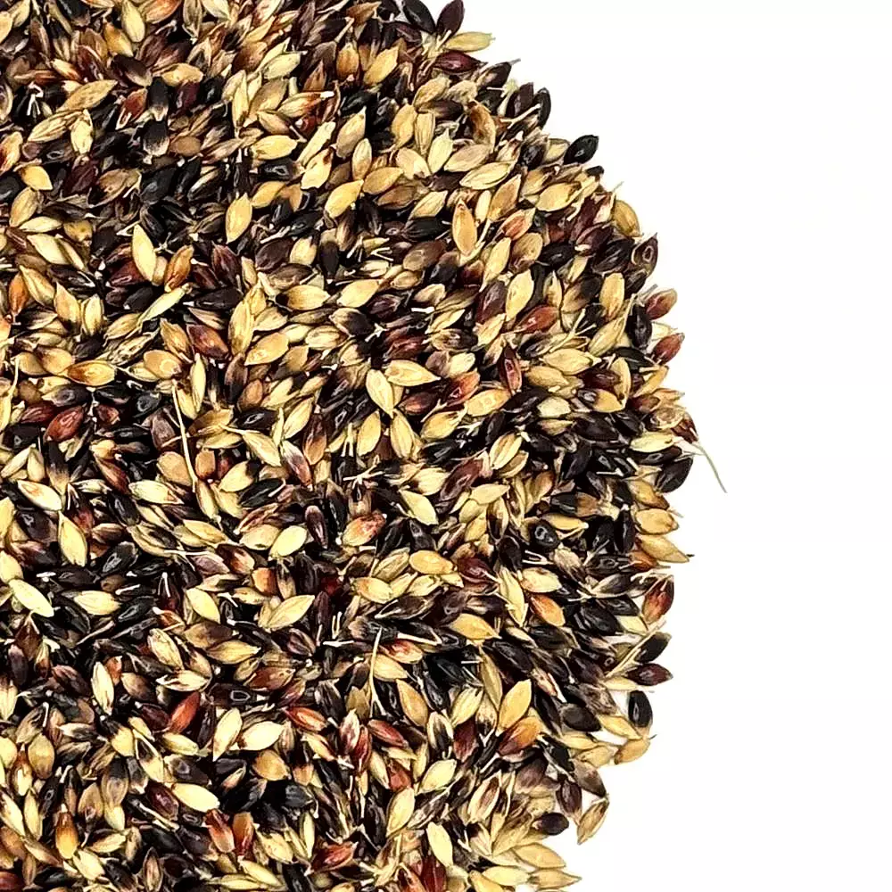 Piper Sudangrass