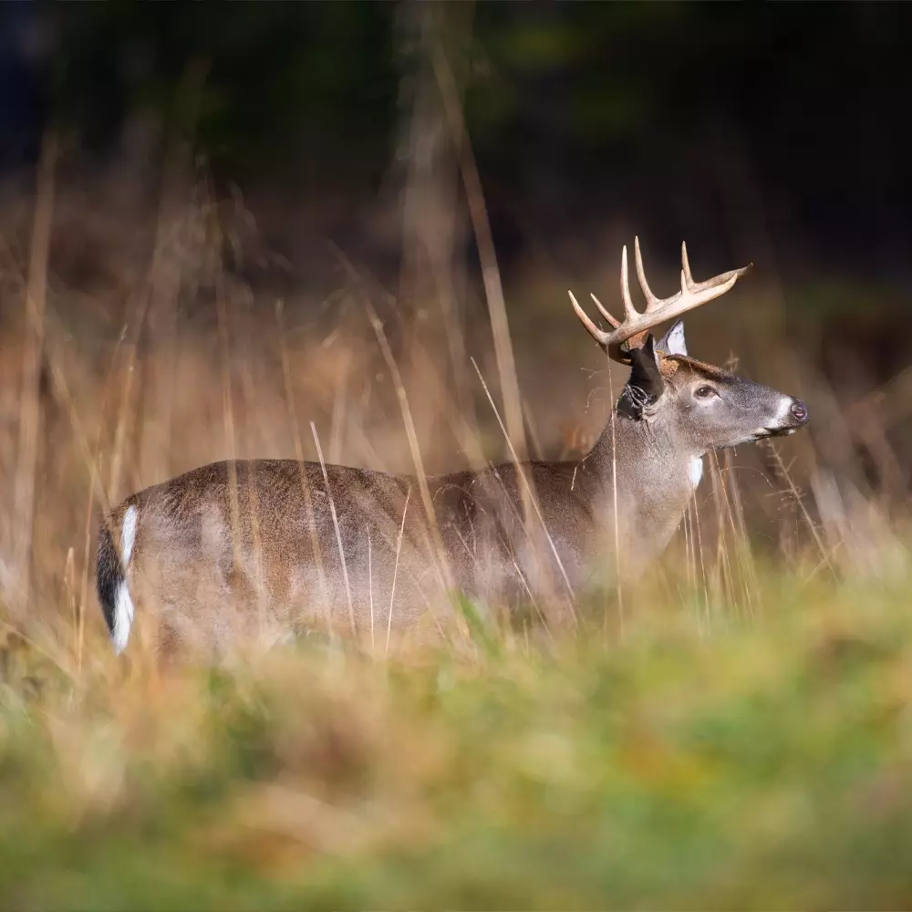 Deer Food Plot