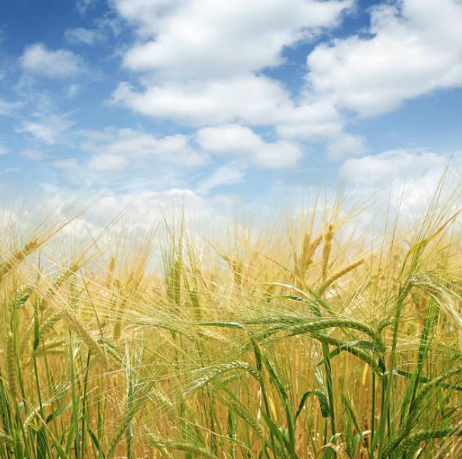 Cover Crops for No-Till Systems and Grazing